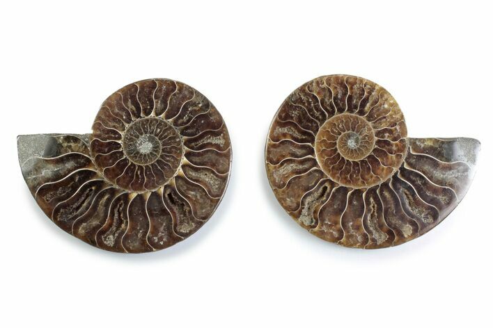 Cut & Polished Ammonite Fossil - Madagascar #377553